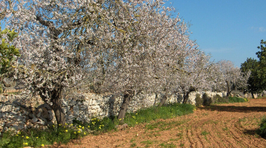 Mandelblüte
